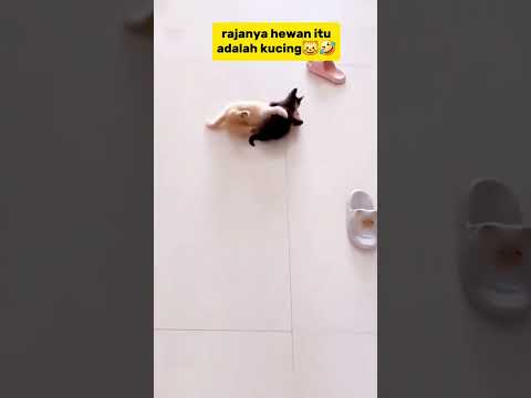 rajanya kucing😺 #cat #funnycats #animals #shorts #kucinglucu #kucing