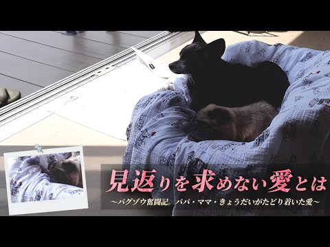 パグゾウと過ごす日々、パパ・ママ・きょうだいがたどり着いた愛。