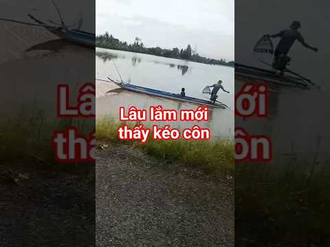 kéo côn bắt con cá lóc đồng
