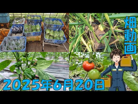 【25/6/20】梅雨入りしたけど、暑すぎるよね・・・