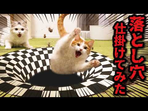 猫にトリックアートの落とし穴を仕掛けてみた結果…