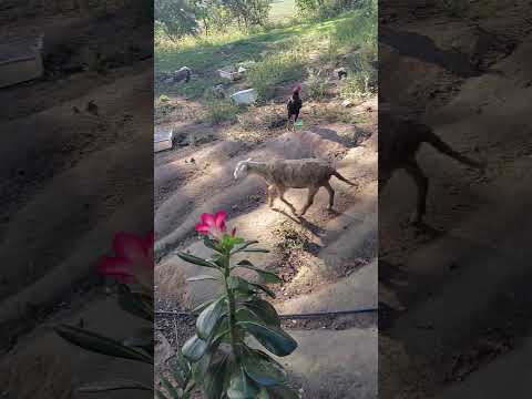 #Bom dia quintou 🤠🤠😊🐑🐑🐑🐑🐏