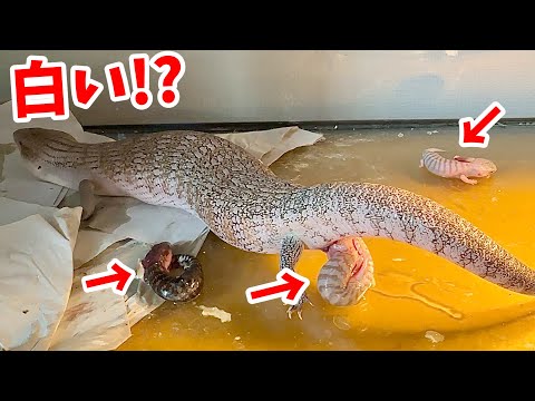 ヤマトちゃんが【真っ白になる】キタアオジタトカゲを出産しました！！！