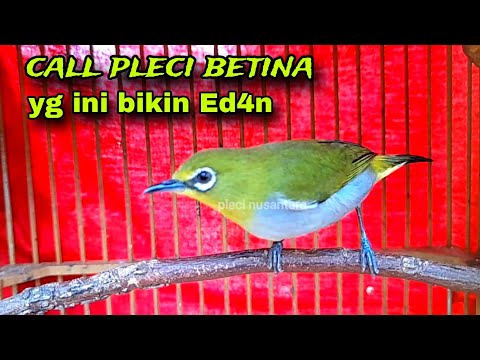 Suara Pleci Betina Memanggil Jantan Terbaru
