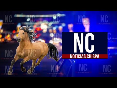 NOTICIAS CHISPA EDICIÓN ESTELAR | Conductor impactaba caballo y jinete en el municipio de Maunabo