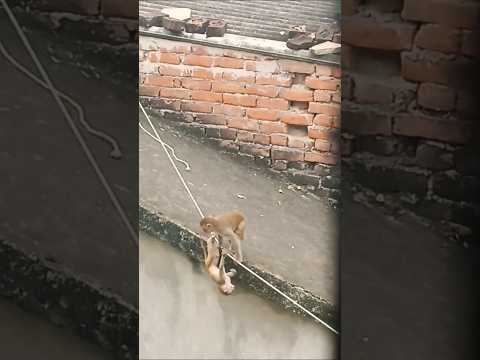 #viralvideo #shortvideo #viralbuggu #viral #trending #shortfeed #shortviral #shortvideo #viralshorts