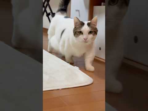 猫のひのきと豆大福の秀吉風映像を紹介 サムネイル