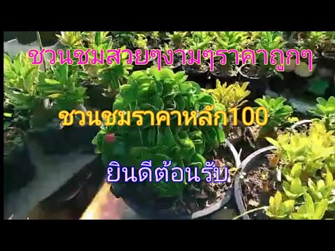 ชวนชมสวยๆราคาถูก|รีวิวสวนชวนชม ชวนชมสวยๆราคาถูก|รีวิวสวนชวนชม