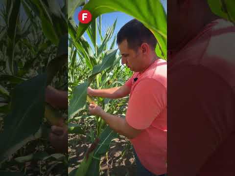 🌽 30.000 plante/ha – cum arată porumbul la densitate redusă?