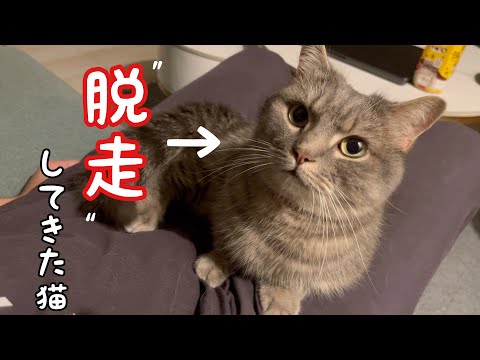 猫の動画サムネイル - 脱走してきた猫が見せた