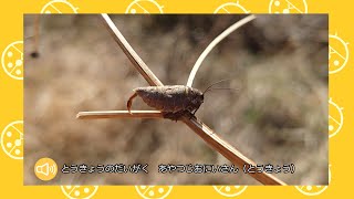 フユシャクガ解説　あやつじおにいさん（とうきょう）