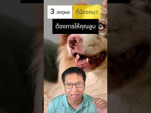 เหตุผลที่สุนัขชอบให้คนลูบตัว|