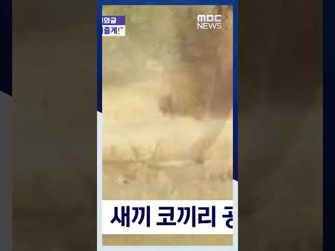 ‘감히 내 새끼를 건드려?’..악어 물리친 코끼리 #Shorts (2023.04.20/MBC News)