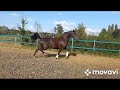Dressage horse Chique 4-jarige merrie Incognito x Contango