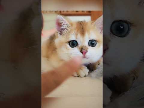 Super cute Boi Boi playing for cat lover #shorts