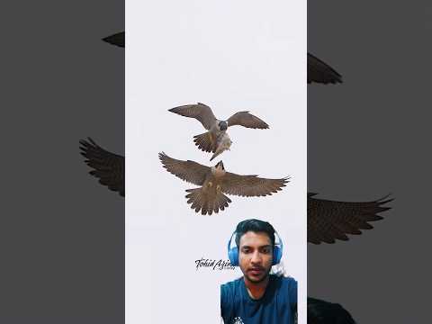 Falcon Fighting For Prey In The Middle Of The Air #birds #hunting #viral