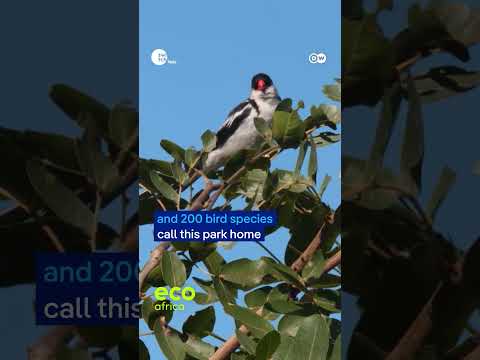Zimbabwe green oasis | DW's EcoAfrica Reels