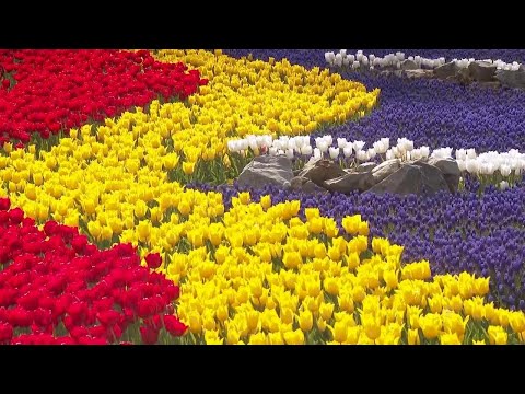 Millions of tulips blooming in Istanbul
