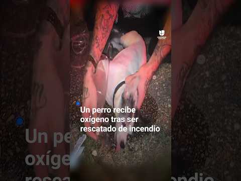 Un perro recibe oxígeno tras ser rescatado de un incendio