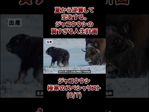 夏から逆算して恋をする。ジャコウウシの賢すぎる人生計画