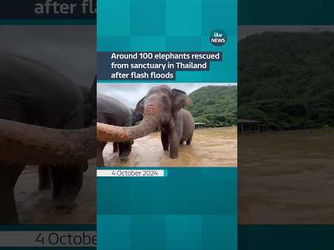 The elephants were safely evacuated to higher ground #itvnews