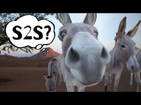 Burros, an Elf, and 10 m Pileups, oh my!