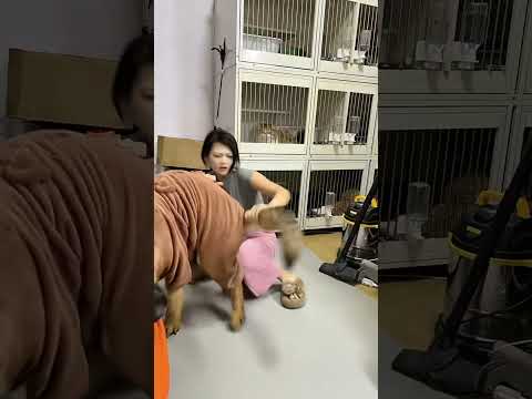 😂救命！德牧这是要成精了？！ 👉看它站起来“讨打”的小模样，谁顶得住啊～ ✨主人假装生气，狗子却乐开花！ #不养狗不知道养狗的乐趣