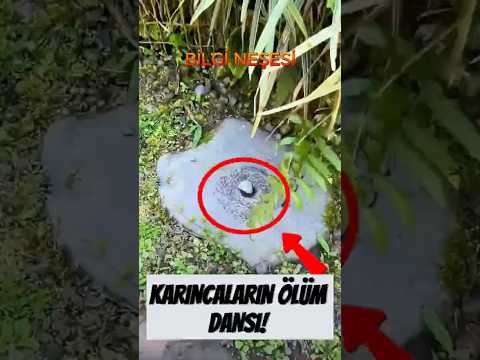 Karınca Ölüm Çemberi: Sonsuz Döngü!