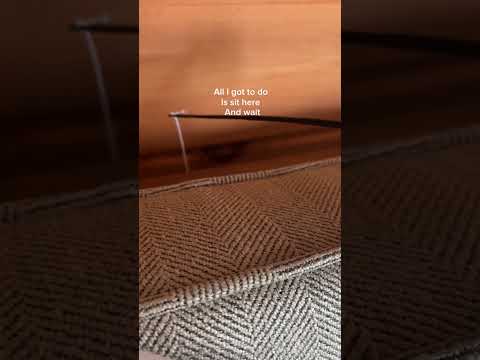 Up north!! #funny #cat #foryou #fypviralシ #catvideos #catfishing #humor #youtube #random #bruh