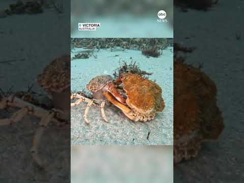 Timelapse captures spider crab molting