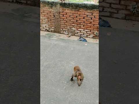 Bhola baba ka asirwad 💐 #ani_lyf #cuteanimal #comedy #youtubeshorts #animals