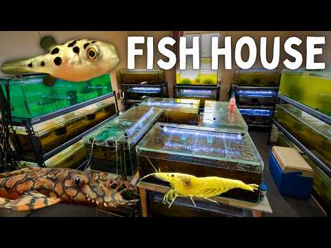 Inside the Fish House of a Master Breeder