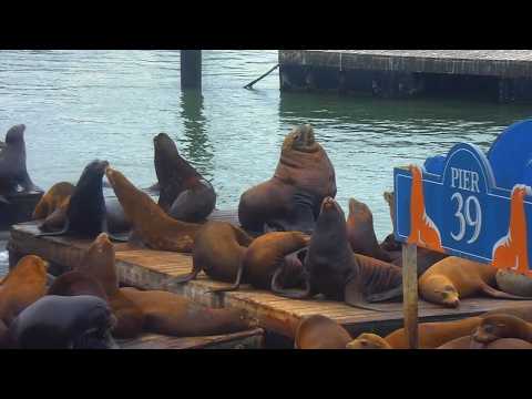 WATCH LIVE: Massive Steller sea lion appears on Pier 39 docks in San Francisco