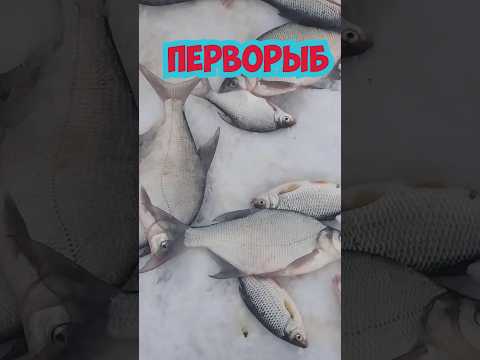 Правило ПЕРВОЙ лунки  #рыбалка #fishing #зимняярыбалка  #assistancetv #рыбалкаудалась