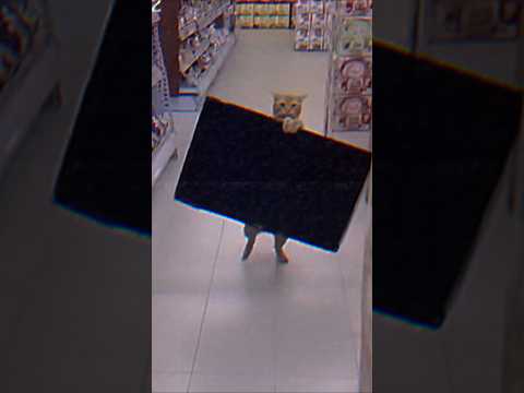 Cat Stealing 😂 #funny #sehar #comedy #meme #ytshorts