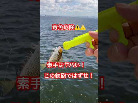 毒魚のアイゴは危険！はずしっこ鉄砲を使え