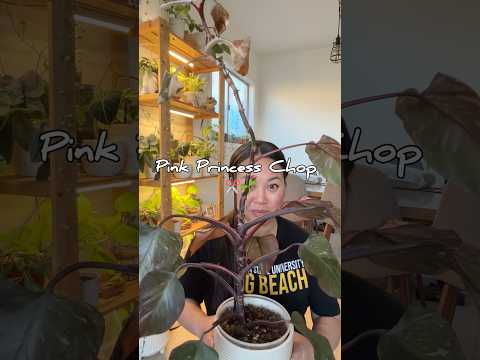 Chopping & Propagating Philodendron Pink Princess