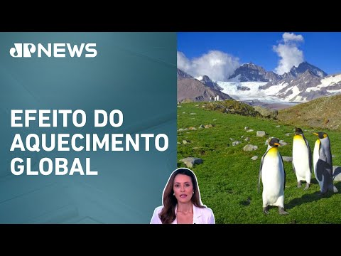 Cientistas observam rápidas mudanças na paisagem da Antártica; Patrícia Costa analisa