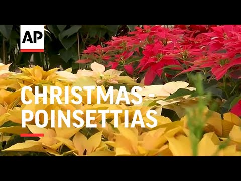 Mexicans thrive on Xmas sales of native poinsettia