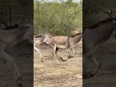 Donkey #animals #janwar #wildlifeconservation #success