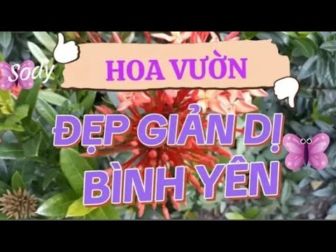 HOA ĐỒNG💥CỎ NỘI