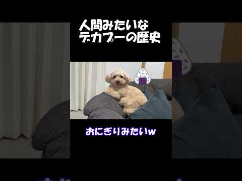 人間みたいな大きいトイプードルの歴史を振り返ってみた＃デカプー＃トイプードル＃犬