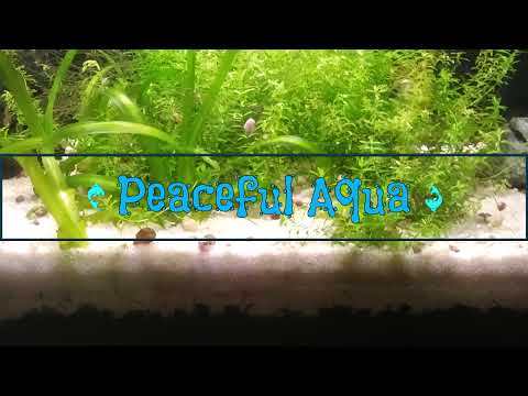 Peaceful Aqua Live Stream 