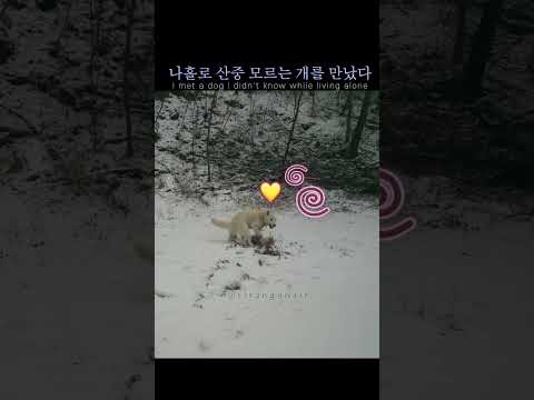 산중 백구를 만났다.( 부제: 드루이드의 삶) #솔로캠핑 #camping