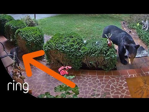 This Cat Just Can't “Bear” This Intruder | RingTV