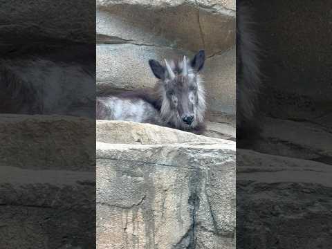 ヤマボウシの実が色づく様子とニホンカモシカを那須どうぶつ王国で紹介【2025年8月】 サムネイル