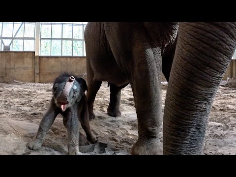 Two Baby Elephants. One Shared Hope.