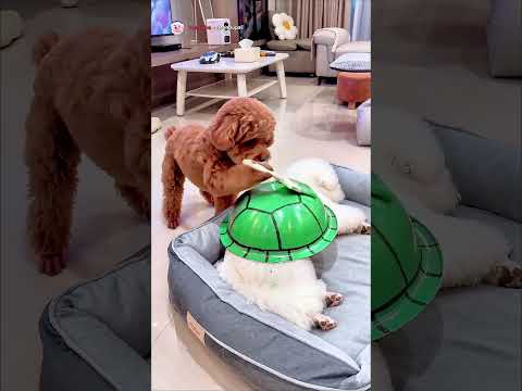 🤣 Funny turtle surprise! Bichon comes back with a hilarious twist! 🐢 #shorts #funnydogs #dogcomedy