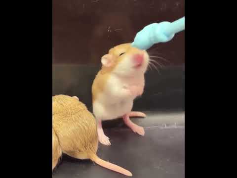 What a cute thing #Macaroni mouse#Kuo Ai was about to explode#The daily life of a furry ki