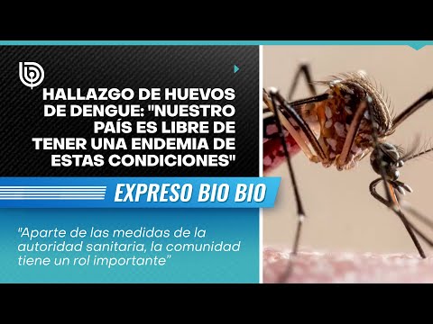 Hallazgo de huevos de Dengue: Nuestro país es libre de tener una endemia de estas condiciones